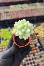 Sedum Ssp. - Görsel 2