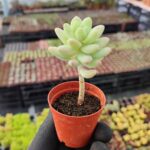 Sedum Ssp.