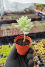 Sedum Ssp.