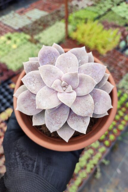 Graptopetalum Superbum