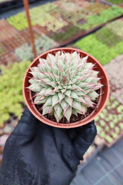 Graptoveria silverstar