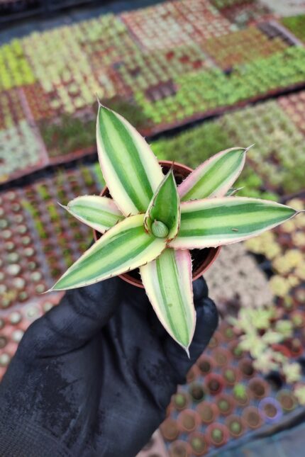 Agave lophantha quadricolor