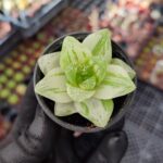 Haworthia Cymbiformis F. Variegata