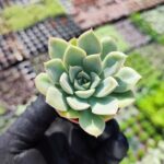 Echeveria Moon Fairy