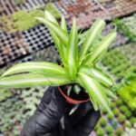 chlorophytum comosum - kurdele çiçeği