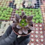 Echeveria Dark knight