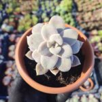 Graptopetalum Superbum