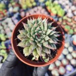 Graptoveria silverstar