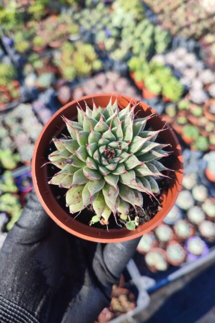 Graptoveria silverstar