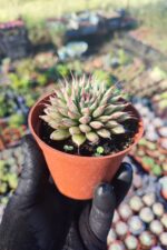 Graptoveria silverstar - Görsel 2