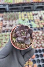 Echeveria Dark knight - Görsel 2