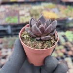 Echeveria Dark knight