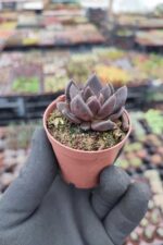 Echeveria Dark knight
