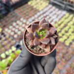 Echeveria Dark knight