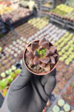 Echeveria Dark knight