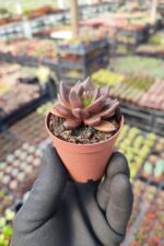 Echeveria Dark knight - Görsel 2