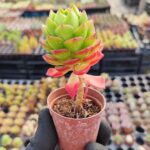 Sedeveria letizia