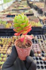 Sedeveria letizia