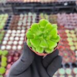Sedeveria letizia