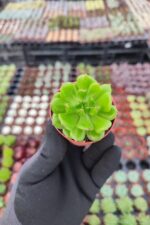 Sedeveria letizia