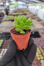 Sedeveria letizia - Görsel 2