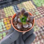 Echeveria Dark knight