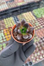Echeveria Dark knight