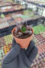 Echeveria Dark knight - Görsel 2