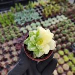 Haworthia Cymbiformis F. Variegata