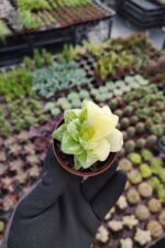 Haworthia Cymbiformis F. Variegata