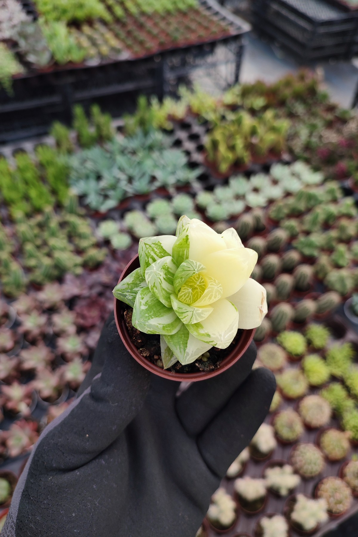 IMG_20260824_161540 Haworthia Cymbiformis F. Variegata - Görsel 1