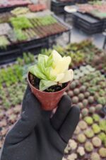 Haworthia Cymbiformis F. Variegata - Görsel 2