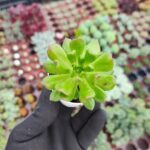 Sedeveria letizia