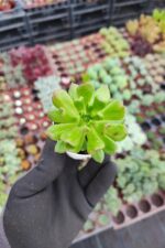 Sedeveria letizia
