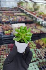 Sedeveria letizia - Görsel 2