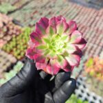 Aeonium Phantom