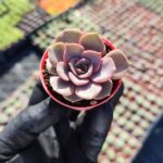 Echeveria Mina