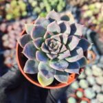 Echeveria Zibal