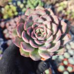Echeveria Hercules