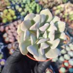 Echeveria exotic