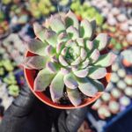 Echeveria violet queen