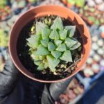 Haworthia emelyae