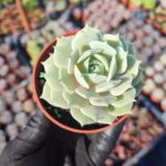Echeveria Lola Ssp.