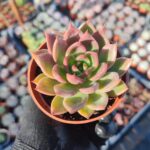 Agavoides Miranda Sukulent