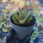 Aloe Black Gem