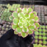 Aeonium Meiji