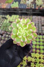 Aeonium Meiji