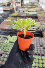 Aeonium Meiji - Görsel 2