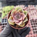 Echeveria Mina