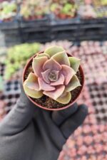 Echeveria Mina